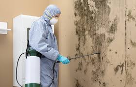 Best Environmental Consulting for Mold Prevention in Urbana, IL